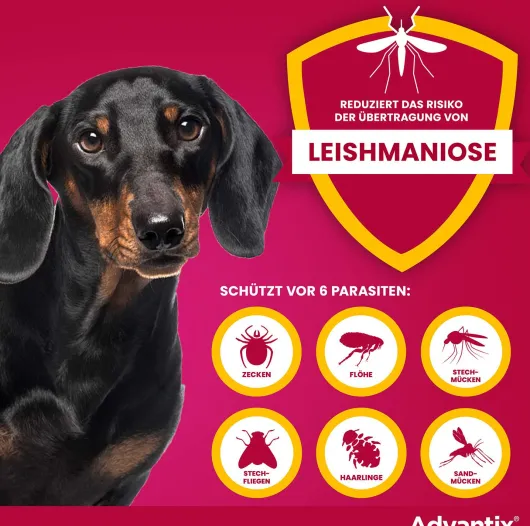 Advantix Spot-On Hund 4-10 kg 4 x 1 ml Lösung