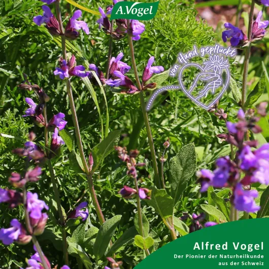 A.Vogel Menosan Salvia Tabletten 30 Stück
