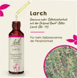 Bachblüten Larch 20ml Tropfen