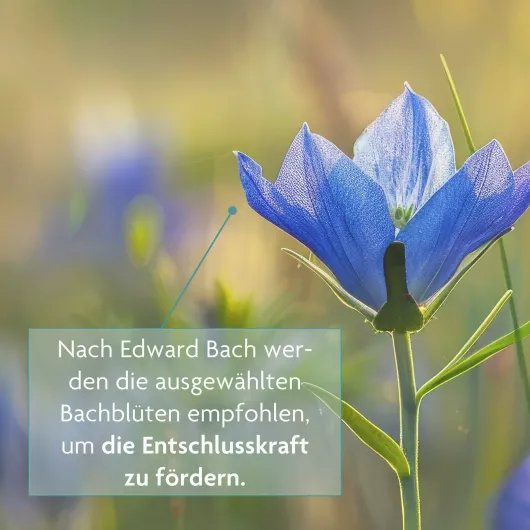 Bachblüten Tee Motivation & Zuversicht Bio Salus 15 Filterbeutel