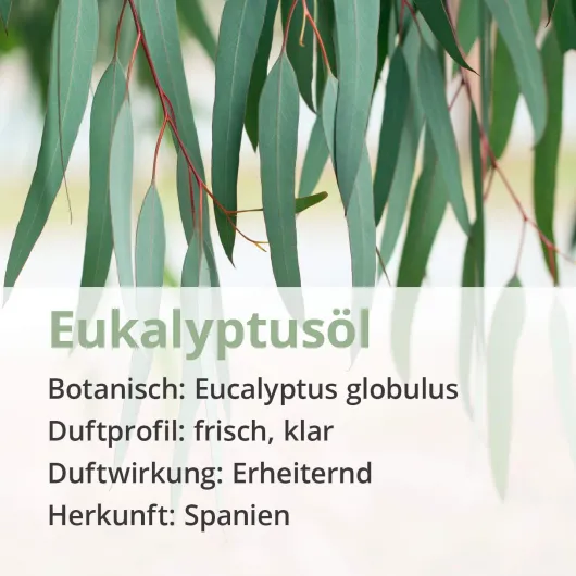 Eukalyptus Öl Naturrein Ätherisch 10 ml