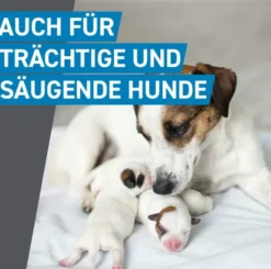 Frontline Spot On Hund M 10-20 kg 6 Pipetten