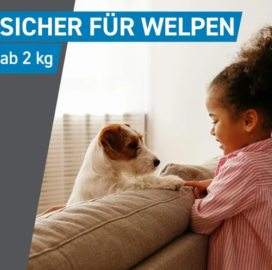 Frontline Spot On Hund M 10-20 kg 6 Pipetten