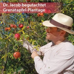 Granatapfel Weihrauch Creme 50 ml