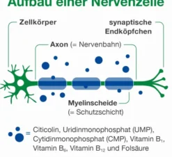 Neurologes Concept 60 Kapseln