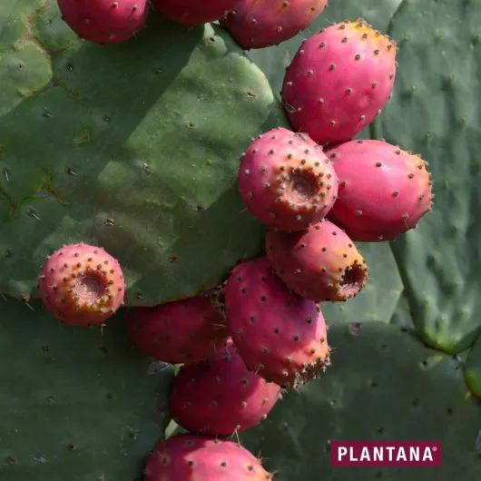 Plantana Kaktusfeige Gesichttuchmaske Mit Aloe Vera
