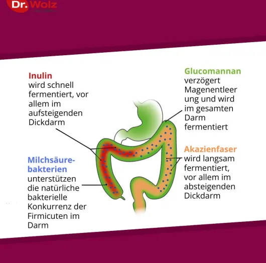 Probiocolon Gewichtsreduktion Dr.Wolz 315 G Pulver