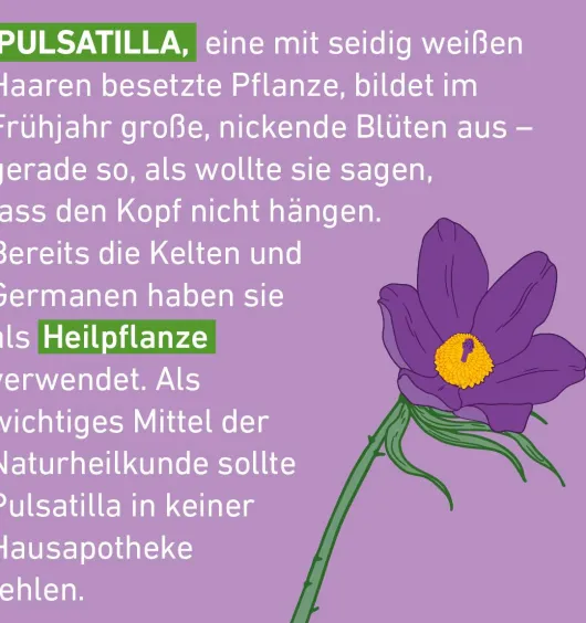 Pulsatilla D6 Globuli Pflüger Globulispender 10 g