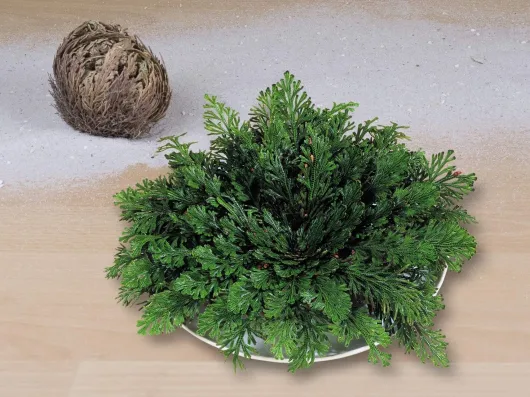 Rose von Jericho