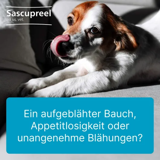 Sascupreel ad us.vet. 50 x 5 ml Ampullen