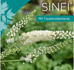 Sinei 100 Hartkapseln