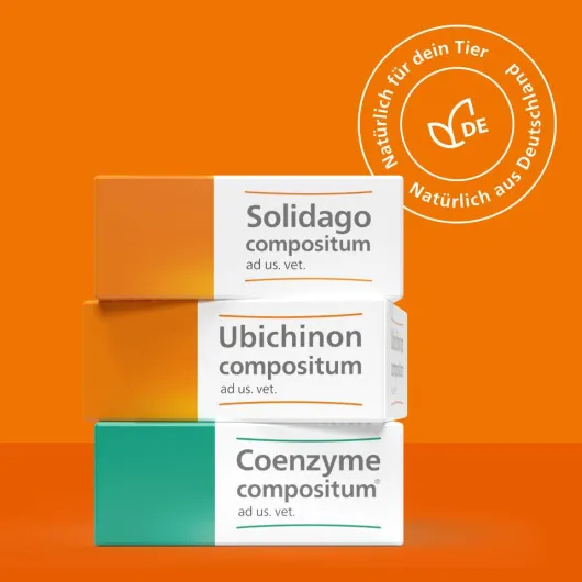 Solidago Compositum 10 Ampullen vet.
