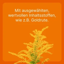 Solidago Compositum 10 Ampullen vet.