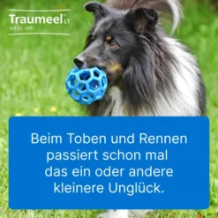 Traumeel Lt vet. 50 X 5 ml Ampullen