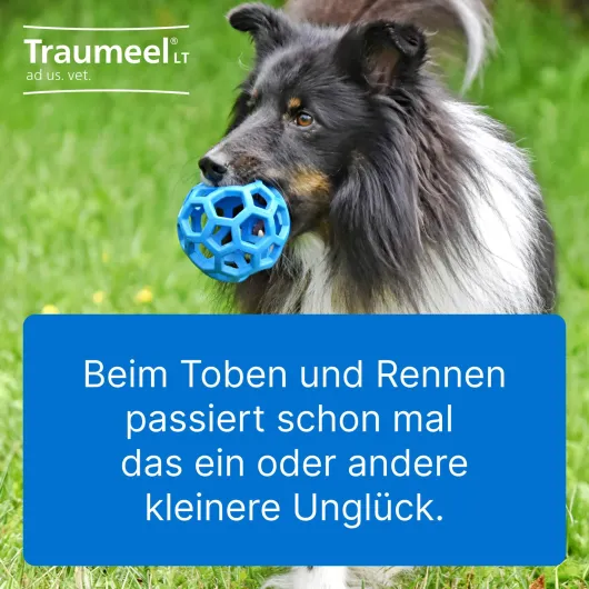 Traumeel Lt vet. 50 X 5 ml Ampullen