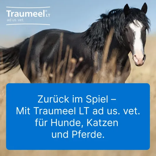 Traumeel Lt vet. 50 X 5 ml Ampullen