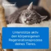 Traumeel T Vet. 250 Tabletten