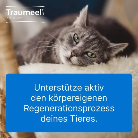 Traumeel T Vet. 250 Tabletten