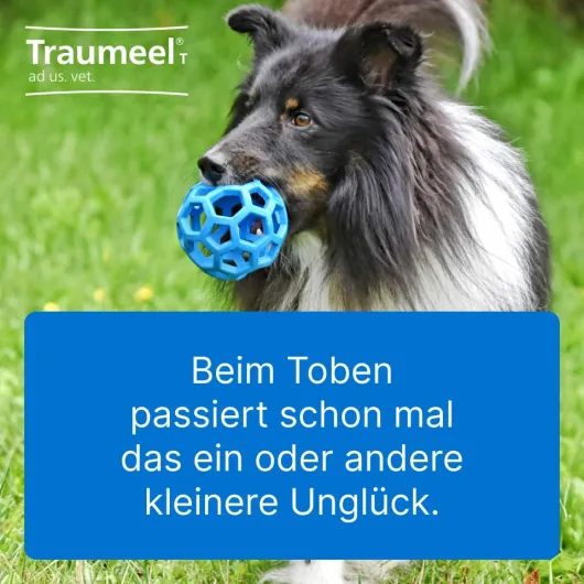 Traumeel T Vet. 250 Tabletten